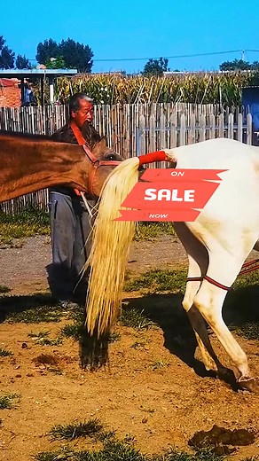 33K views · 96 reactions | #mare #dressage #horseshow #horsebackriding #riding #horselife #horsesofinstagram #geldinggang | Richardsona | Facebook