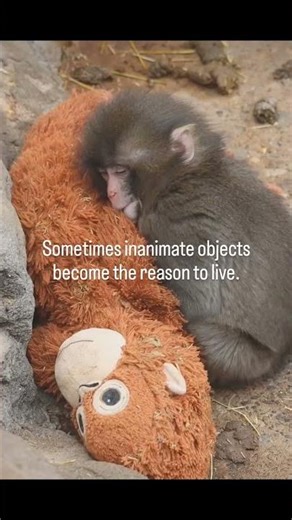 Sometimes inanimate objects become the reason to live....