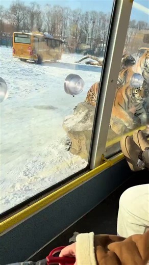 200 tigers in Harbin got so obese from tourists feeding them meat through bus windows that the park had to put them on a diet this February. They stopped caring about the meat. The same pattern shows up in whale sharks, elephants, monkeys, and sloths.From Feb 1 to March 31, park staff picked one of 13 enclosures each day as a “no feeding” zone. By Feb 18, the park was getting over 10,000 visitors a day.In Oslob, Philippines, boats throw shrimp to whale sharks every morning from 6 to noon. A 2020