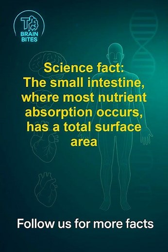 Human Body Facts - The small intestine, where most nutrient absorptio...