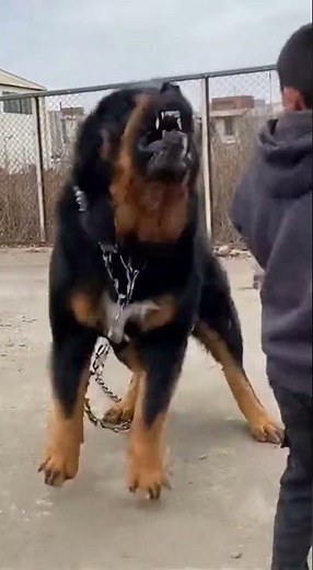 This giant dog isn’t playing… The teen is shocked!