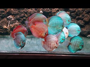 Rare Discus Collection in One Tank - Best Discus Tank Setup