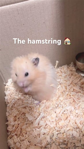 Hamster Shows His New Big Cardboard House 🏠🐹