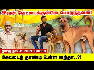 கோம்பை Dog... ஓனர்னா உயிரைக் கொடுக்கும் | Thanjavur Sivam Farms