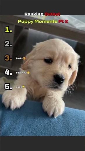 ranking the most precious puppy clips ever pt 2 #dog #wholesome #shorts