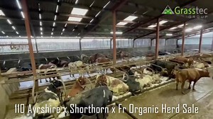 Here we have 110 Ayrshire x Shorthorn x Fr organic herd for sale, coming from a robotic system. Majority of this unique herd are back in calf to a ped Fleck stock bull, the herd is scanned regularly and calving dates can be provided. There are years of breeding behind these ladies and they are an exceptional herd of cows, they are an antibiotic-free herd, that put a lot of emphasis on herd health. For more info see: https://www.grasstecgroup.com/livestock-available/110-ayrshire-shorthorn-fr-herd