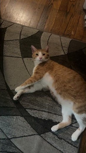 My cat 🐈 Dorito #subscribe #shorts #cat #catvideos #fyp