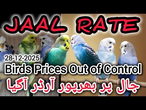 Jaal Rate 28-12-2025 | Birds Prices in Pakistan | Lalukhet Birds Market | Cheapest Birds Market