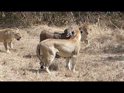 Lions stalk and kill a buffalo calf
