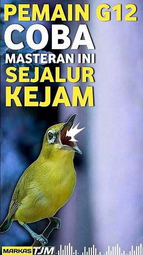 MASTERAN PLECI NEMBAK SEJALUR UNTUK G12 SUPER MEWAH #masteranpleci #masteranjuara