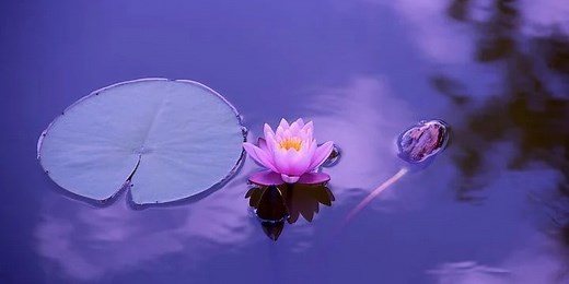 70 Lotus Flower Quotes to Bring You Peace of Mind