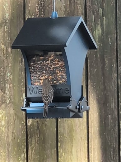 On today's episode of Birding... #birdtok #birdwatching #birdingtiktok #birds