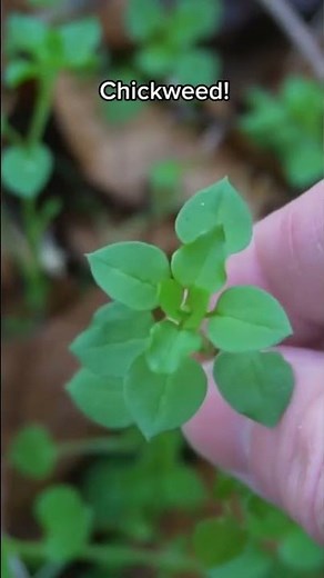 2 Wild Edible Plants to Forage this Winter