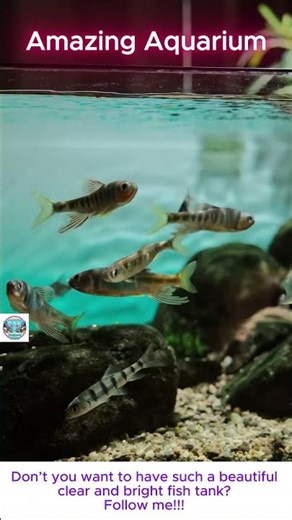Every build is truly unique, and the scope for paludarium ideas is seemingly limitless. #aquascape