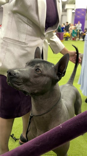 Did you know the Xoloitzcuintli comes in three sizes—toy, miniature, and standard? What most people don’t know is that there’s also a coated variety. We can’t wait to see them strut their stuff at the FCM Universal Dog Show in Mexico 🇲🇽 this November! 🐾 | American Kennel Club