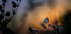 Shame, Healing and Transformation - Tara Brach