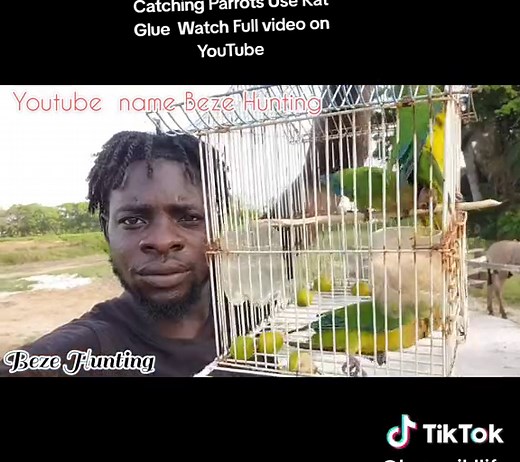 Catching Parrots Easy Use Rat Glue Watch Like And Subscribe