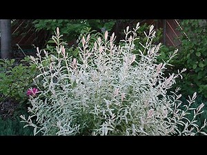 Pruning Shrubs: Baby Dappled Willow’s second pruning