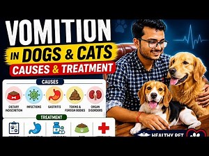 Dog Vomiting? Here's What Every Pet Owner Needs to Know