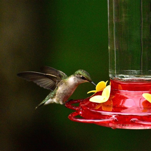 Hummingbird migration takes an incredible journey