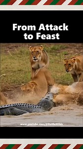 1.5M views · 13K reactions | Massive Crocodile Attacks !! Lionesses turn It into feast #lionkingchallenge #animals #wildlife #crocodile #zoo | Tedo Seifu | Facebook