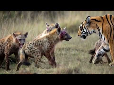 Unbelievable! How a Single Tiger Defeated a Pack of Hyenas?