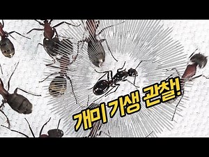 Transform into a queen ant of a different species by replicating pheromones! Observe the parasiti...