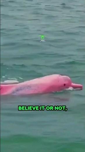 The Rare Pink Bottlenose Dolphin