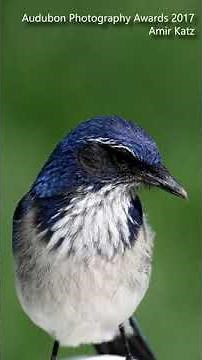 Backyard Birding Tips: How to Identify a California Scrub Jay