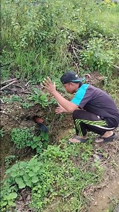 burungnya lagi sembunyi #reels #videoshort