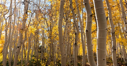 This “Forest” Is Nicknamed Pando And Is Actually Just A Single Organism Spreading Out Across Over 100 Acres