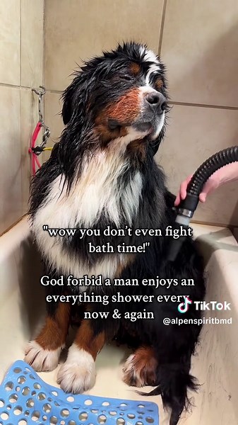 Pampering Bernese Mountain Dog: Bath Time Joy