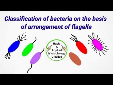 Classification of bacteria on the basis of flagella arrangement | Flagella arrangement in bacteria |