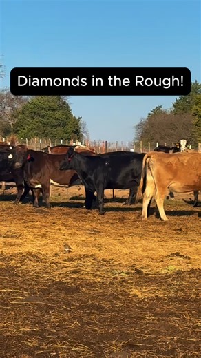 I have a truckload of our Diamonds in the Rough, but they’re not looking very rough! These girls are going to range in age from solid mouth and younger, and are bred 5-7 months. As always, they’ve been completely worked and are ready to ship! Price: $2,750/each FREE 10 miles of shipping per cow purchased! 📞 Call or text Bubba: 903-388-4472 Para español, llame a Ricky al (903) 644-6862! Vaccinations/deworming includes: 6 5 virus shield, Calvary nine, MultiMin, Safeguard drench wormer, Ivermectin
