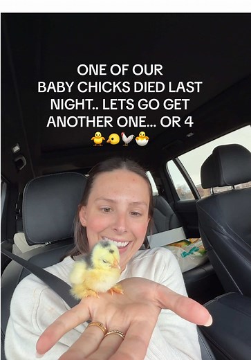 Getting Baby Chicks to Add to Our Farm Family