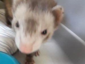 Did You Lose A Ferret? Milford Animal Control Has Him