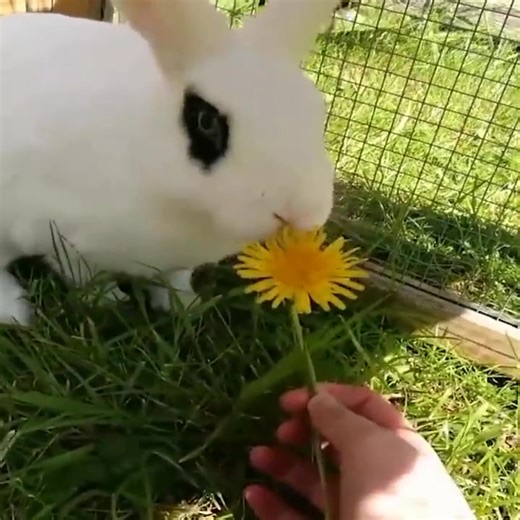 #foryou #fyp #foryoupage #trending #srilanka #srilankatiktok #asmr #rabbit #animal ASMR: I like the eating sound of cute rabbits.