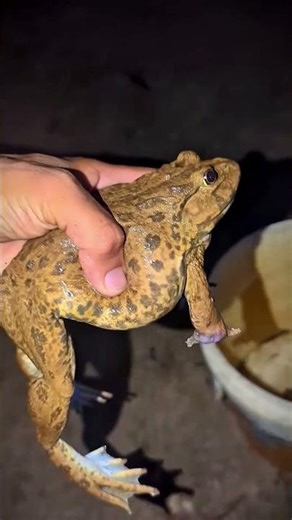 Bonk Bonk the frogs funny | Bullfrog and Toad funny fly or jump | Animal for fun | Funny Frog