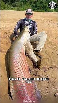 Arapaima 🐟 El Pez Gigante que Domina el Río!