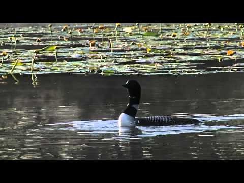 Common Loons and calls