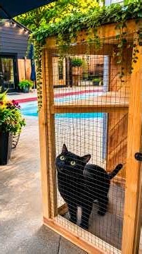 I Built My Cats a DIY Catio — Full Step-by-Step Build