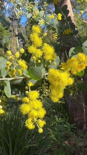 Is This Australia’s National Flower? 🌼🇦🇺
