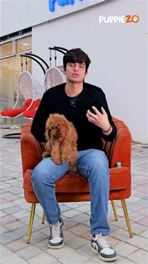 5 Signs You NEED a Goldendoodle in Your Life | The Perfect Family Dog #goldendoodle #goldenretreiver