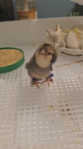 Update: we've found chicks for our babe. Thank you, everyone! Every year we take in deformed chicks from schools that incubator hatch eggs. It's a practice, that frankly, we wish would end because it seems there is up to a 10-20% deformity rate with these babes in some cases. Those we take in have splayed legs or curled toes. In years past, the ones that survive have a buddy. Those who don't make it are often single kids or have other issues. We asked the school to send other chicks with this gu