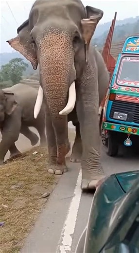ROAD RAMPAGE: WILD ELEPHANTS ATTACK LOG TRUCK IN STARTLING FOREST FOOTAGE (March 15, 2024) A logging convoy passing through a remote stretch of forest in southern India encountered a shocking burst of wildlife aggression yesterday when two adult elephants charged and attacked a fully loaded log truck, an event captured by a trailing vehicle’s dash cam. The footage begins with the convoy moving slowly along a dirt road carved through dense jungle. The lead truck—stacked high with freshly cut timb