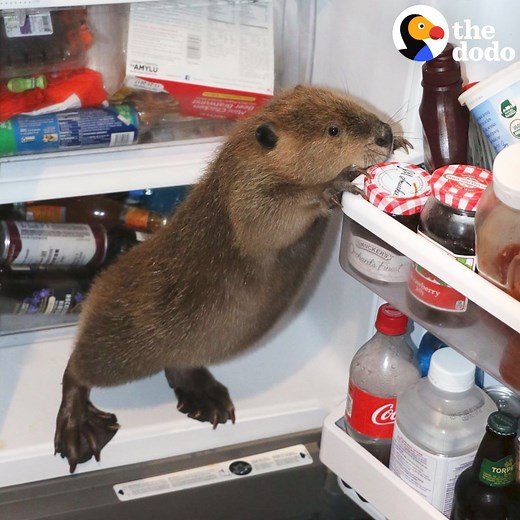 Beaver who loves the bathtub gets his very own pond — and he LOVES it 💙 | The Dodo
