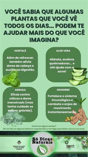Plantas medicinais que você tem em casa… e nem sabia! #PlantasMedicinais #CuriosidadesDaNatureza