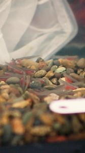 Meet the baby salmon who are growing up in the Lincoln City library! These young salmon, known as "alevin," still rely on the nutrients stored in their yolk sacs. 🥚 They may look tiny now, but these fish will grow up to be strong, smart and powerful. Head over to the Driftwood Public Library in Lincoln City to learn about their epic journey, discover their secret weapons, and see why they're so important to our local ecosystem. 📚 #salmon #explorelincolncity #lincolncityoregon | Explore Lincoln