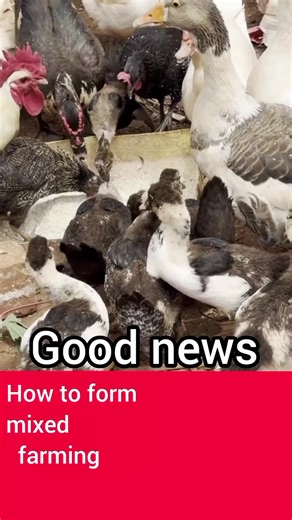 Benefits of Mixed Farming for Sustainable Agriculture