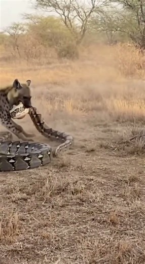Hyena vs Python 🐺💥 Battle of Speed and Stealth! #Wildlife #AnimalBattle #Predators #4K